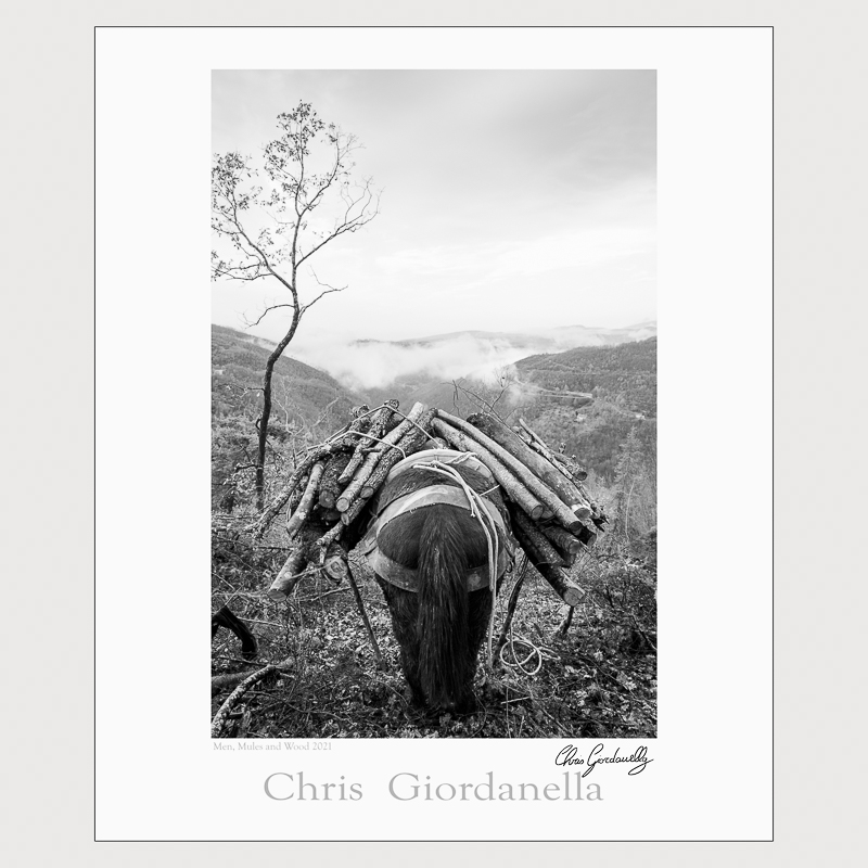 Men, Mules and Wood 2
