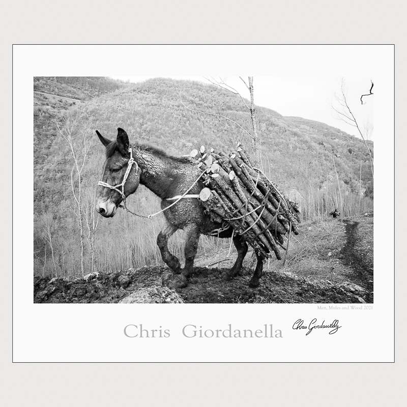 Men, Mules and Wood 3